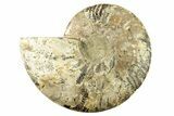 Cut & Polished Ammonite Fossil (Half) - Madagascar #266548-1